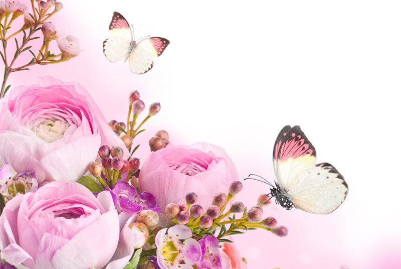 pink butterfly flower
