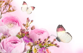 pink butterfly flower